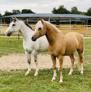 Logement en nature &agrave; partager avec les chevaux