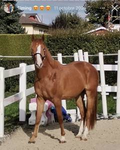à vendre hongre de 8 ans 