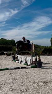 Bailarina, magnigique jument de 4 ans 
