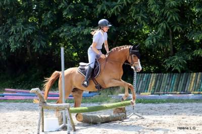 Mare Other Pony Breed For sale 2016 Chesnut