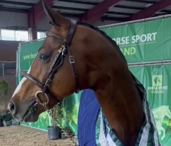 Filly french saddle pony for entrust 2026 chesnut