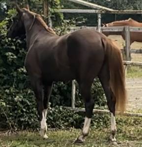 Potranca pfs poni françés de silla confiar 2023 alazán tostado por hwen d’o