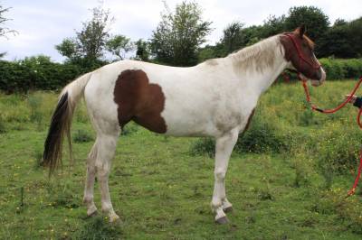 Puledra paint horse in vendita 2020 tobiano