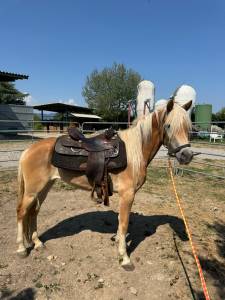 Haflinger femmina 3 anni - nitrito del baldo