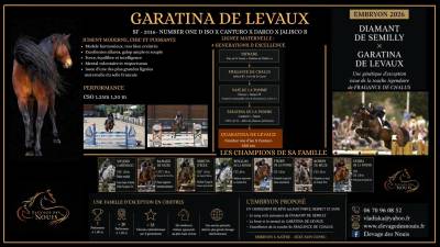 Puledro sella francese in vendita 2026 baio ,  diamant de semilly