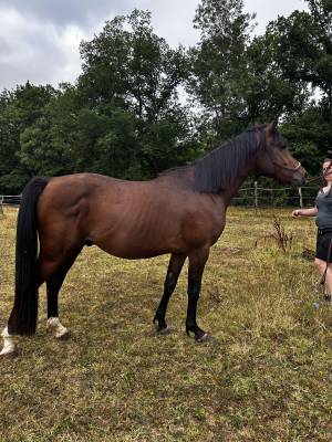 Nadir des galiniers cheval pure sang arabe 3 ans