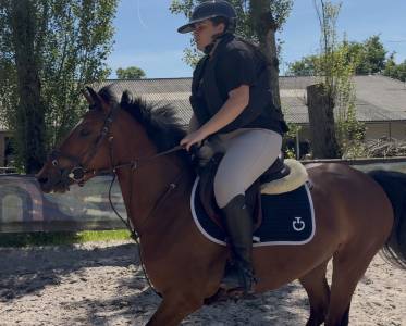 Merrie Franse rijpony PFS Te koop 2022 Donker bruin / bai , COCKTAIL DE FOUGNARD