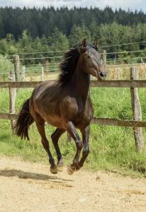Jument espagnole 5 ans