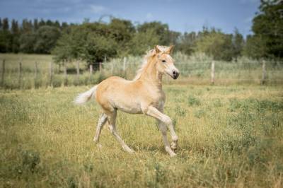 Veulen (vr) Haflinger Te koop 2026 Vos ,  No Records.