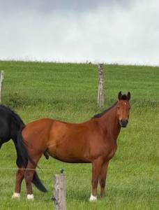 Franche-montagne 6 ans
