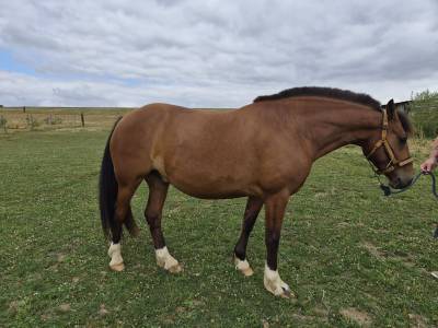 Franche-montagne 6 ans
