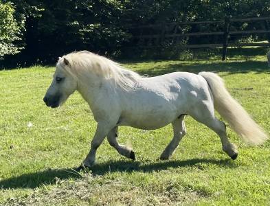 Stallion Shetland Pony For sale 2013 Grey