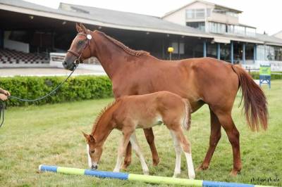 Broodmare kwpn dutch warmblood for sale 2014 chesnut