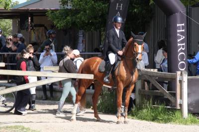 Gelding Selle Fran&ccedil;ais For sale 2019 Chesnut