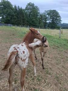 Poulain pp rbp croisé appaloosa fondation