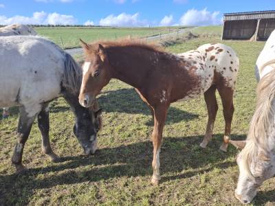 Poulain pp rbp croisé appaloosa fondation