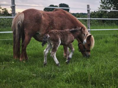 Merrie Shetland Te koop 2017 Vos