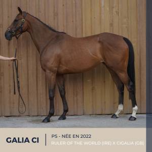Cavalla purosangue in vendita 2022 baio ,  ruler of the world (ire)