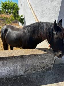 Vendo murgese castrone 