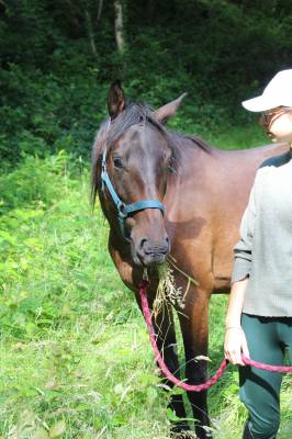 Gelding anglo-arabian for sale 2023 bay