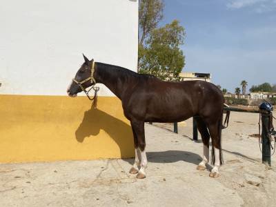 Yegua hannoveriana (sancisco, sandro hit - londonderry)