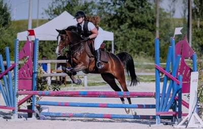 Filly Welsh Part Bred For sale 2022 Dark Bay
