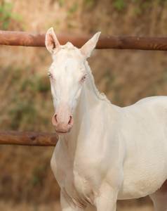 M&acirc;le Pur Sang Lusitanien Perlino