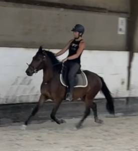 Poney New Forest de 3 ans 