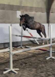 Caballo castrado new forest en venta 2023 bayo