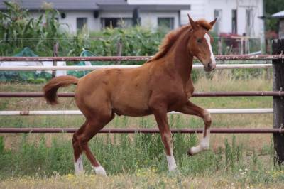 Grand Pouliche de dressage - superbe allures