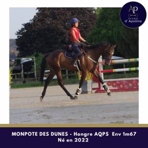 Caballo castrado aqps en venta 2022 bayo