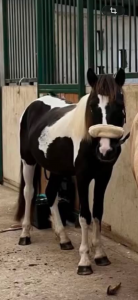 Gelding No Origin Recorded For sale 2020 Coloured