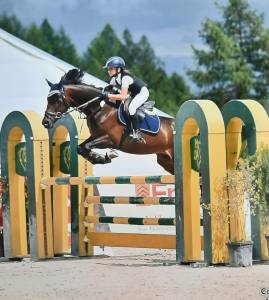 Pony castrone del 2017  baio scuro