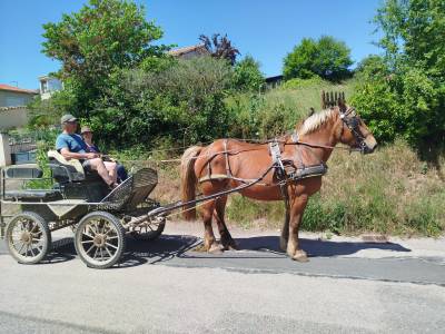 Margot, jument comtoise pp
