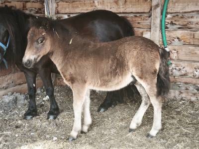 Hengst Shetland Te koop 2026 Bruin / Bai