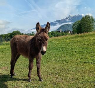 Asno Altre Razze di Asini In vendita 2025 Baio scuro