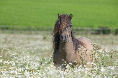 Broodmare Shetland Pony For sale 2017 Dun