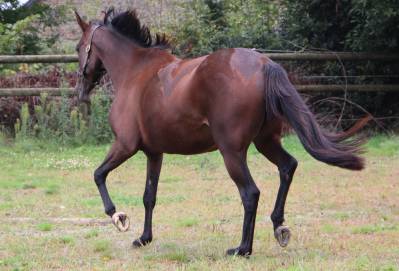 Draagmerrie franse draver  te koop 2018 donker bruin / bai