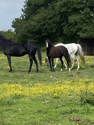 Mare Welsh Part Bred For sale 2022 Black
