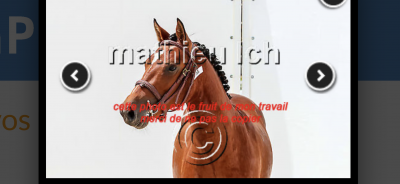 Gelding French Saddle Pony For sale 2022 Bay