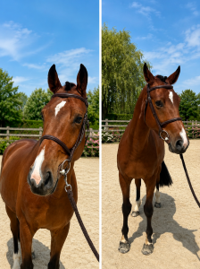 Cheval d&rsquo;avenir 