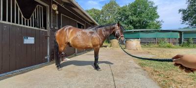 Gelding No Origin Recorded For sale 2011 Dark Bay