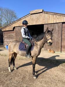 Merrie Welsh Partbred Te koop 2021 Isabel