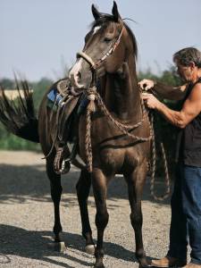 Cheval western paint 