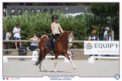 Dekhengst Welsh Pony (Section B) Te koop 2013 Vos