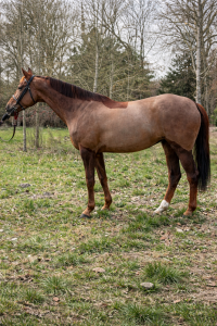 Jument - kwpn - 10 ans - dressage - france