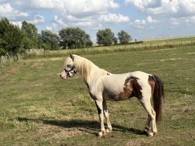 Cheval miniature américain 