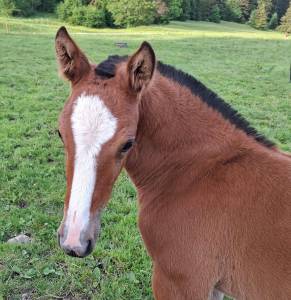 Jolie pouliche FM &agrave; vendre