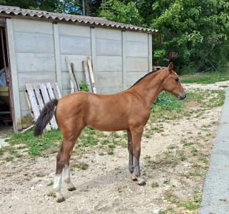 Jolie pouliche fm à vendre