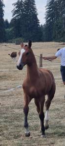 Jolie pouliche fm à vendre